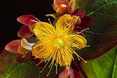 《十字军骑士: Templars》Steam页面 发售日待定